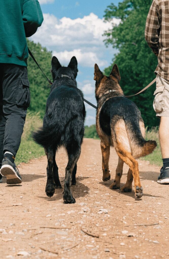 black GSD size comparison standard GSD outdoor walk natural