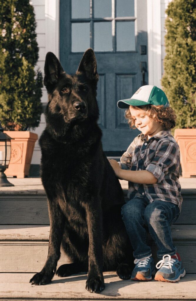 gentle black GSD with child dispelling aggression myths