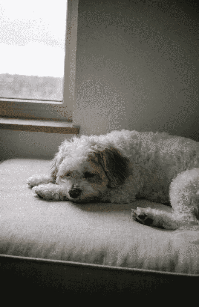 Cavachon Cavalier Bichon mix resting