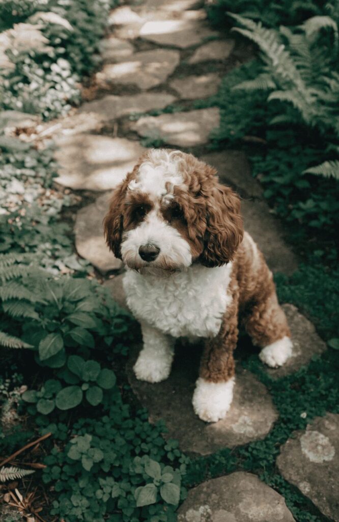 Cavapoo mixed breed dog garden