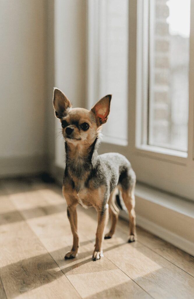 Chorkie Chihuahua Yorkshire Terrier mix