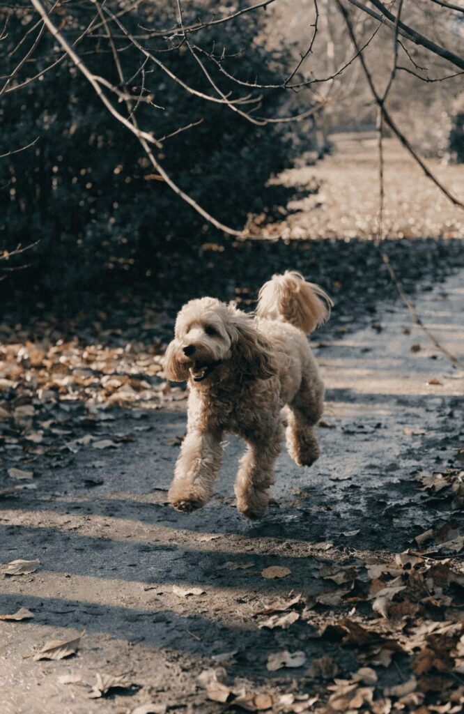 Cockapoo Cocker Spaniel mix autumn