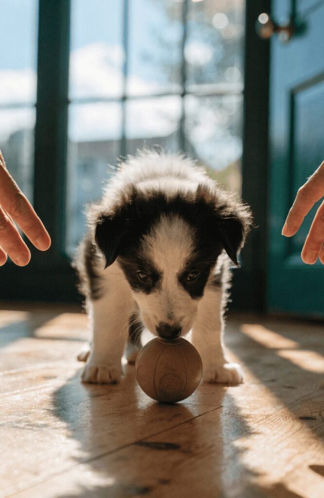 puppy socialization window breeding guide