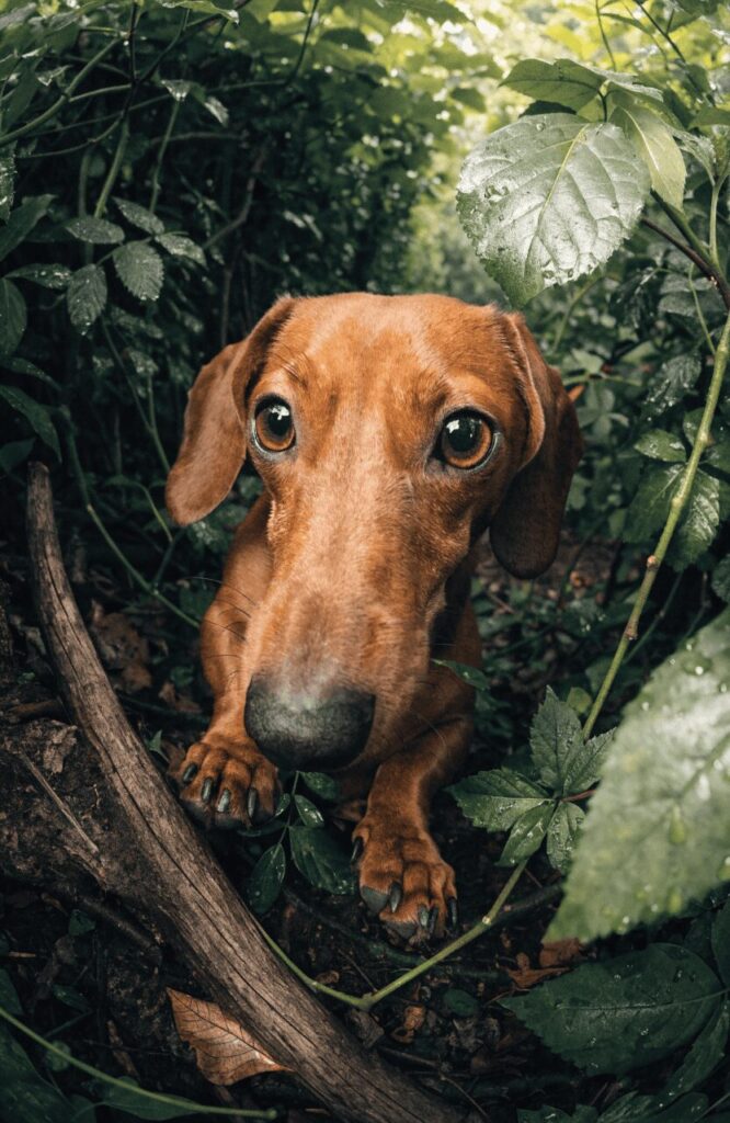 Dachshund small but fearless dog breed in outdoor field