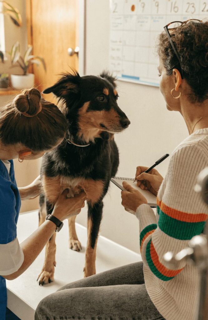 female dog heat cycle breeding timing