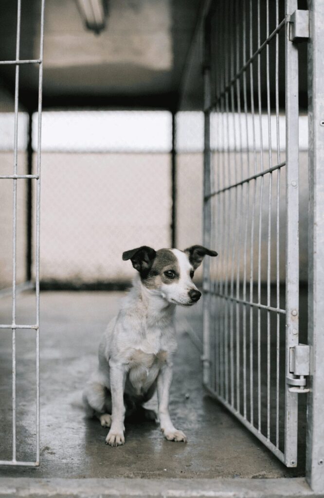 Finding small mixed breed dog responsibly
