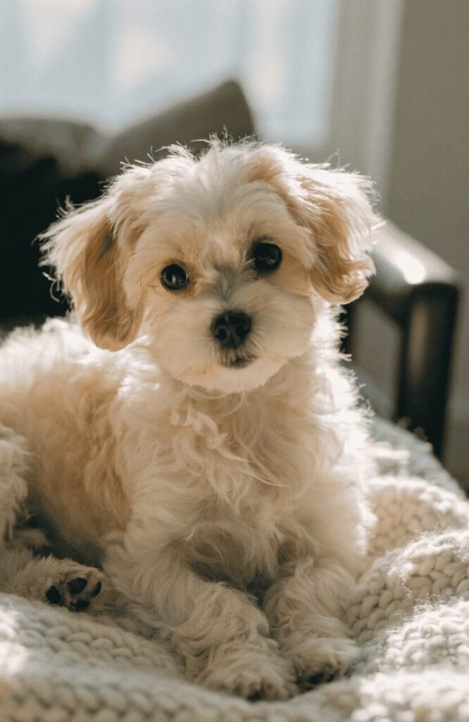 Maltipoo small mixed breed dog