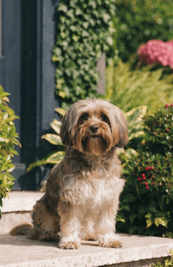 Havanese dog fluffy coat teddy bear look