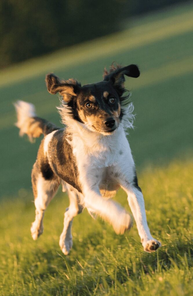 Health benefits of hybrid mixed breed dogs