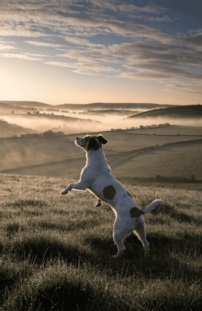 Jack Russell Terrier fearless alert small hunting dog breed