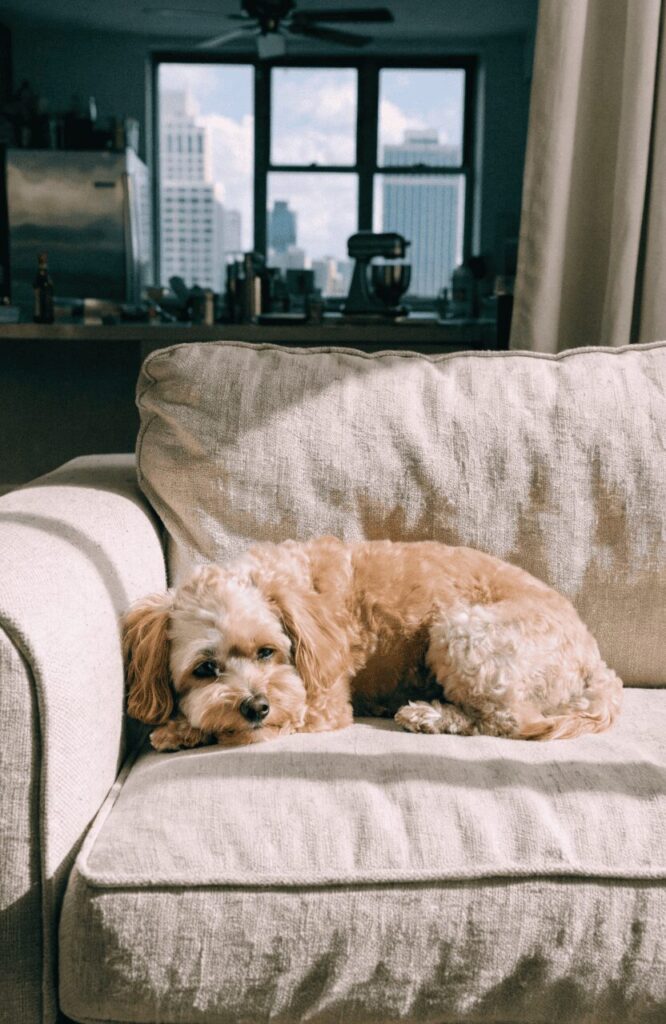 Maltipoo small dog in apartment setting