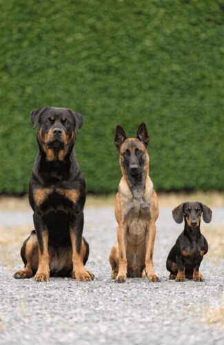 Various fearless dog breeds different sizes comparison photo