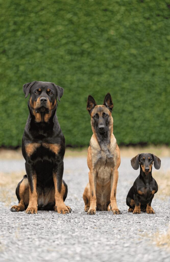 Various fearless dog breeds different sizes comparison photo