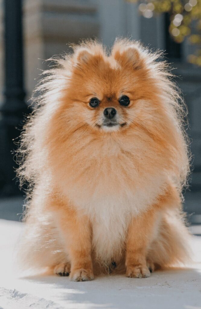 fluffy Pomeranian small teddy bear dog