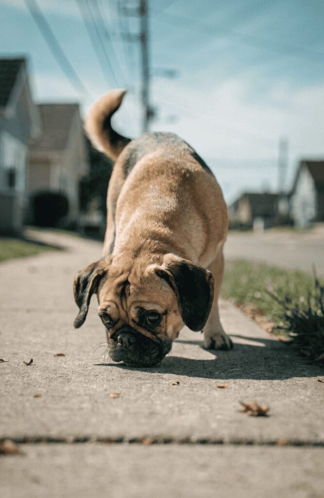 Puggle Pug Beagle mix outdoors