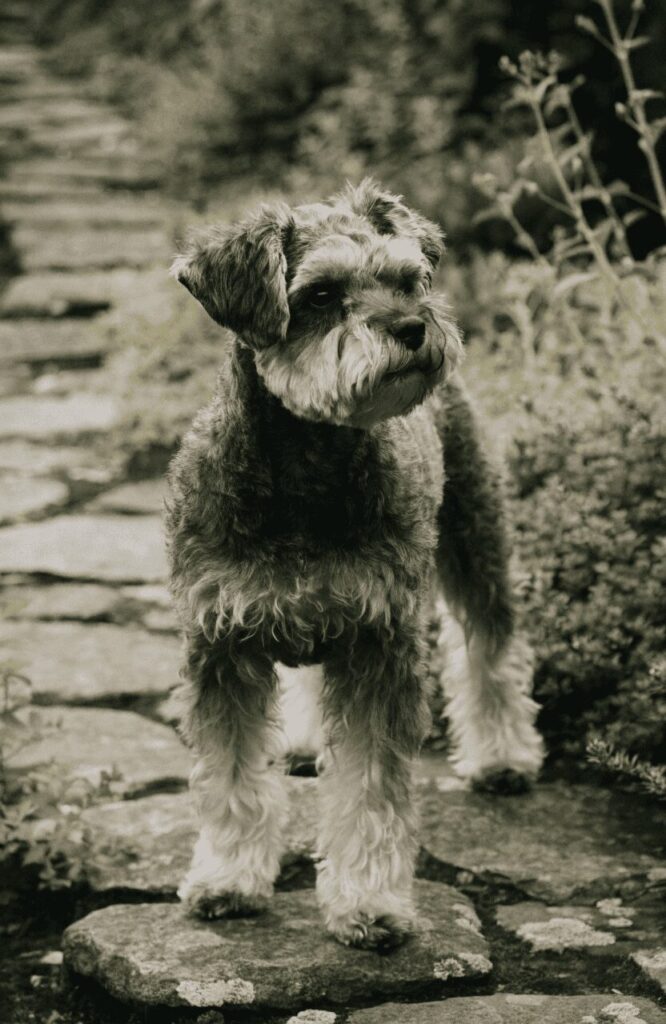 Schnoodle alert intelligent mixed breed