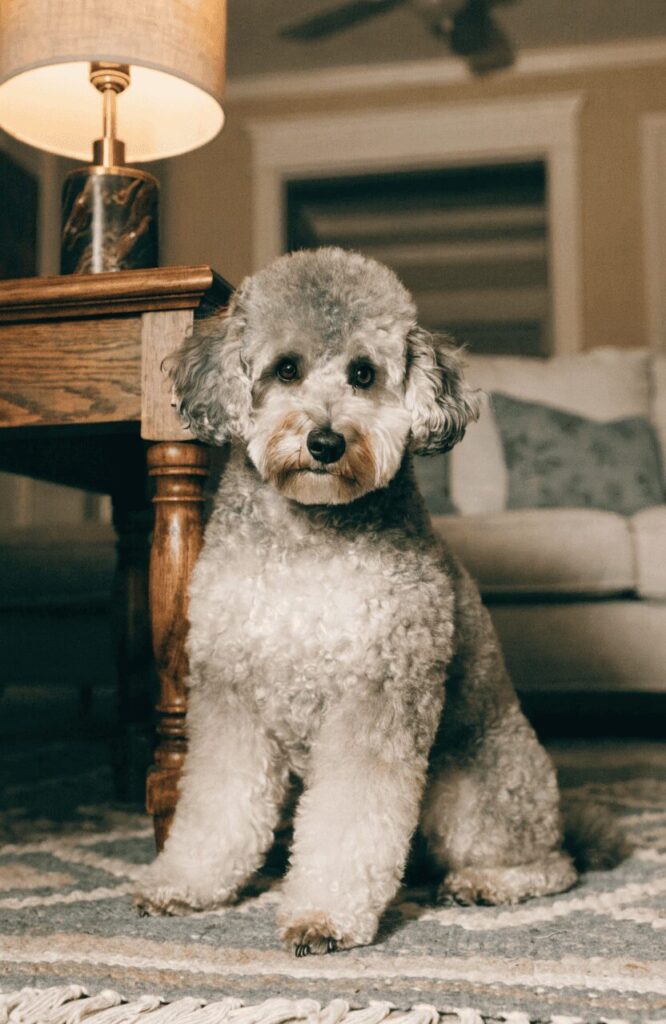 Schnoodle teddy bear dog mix