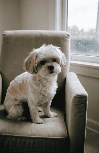 Shih Poo gentle family small mixed dog