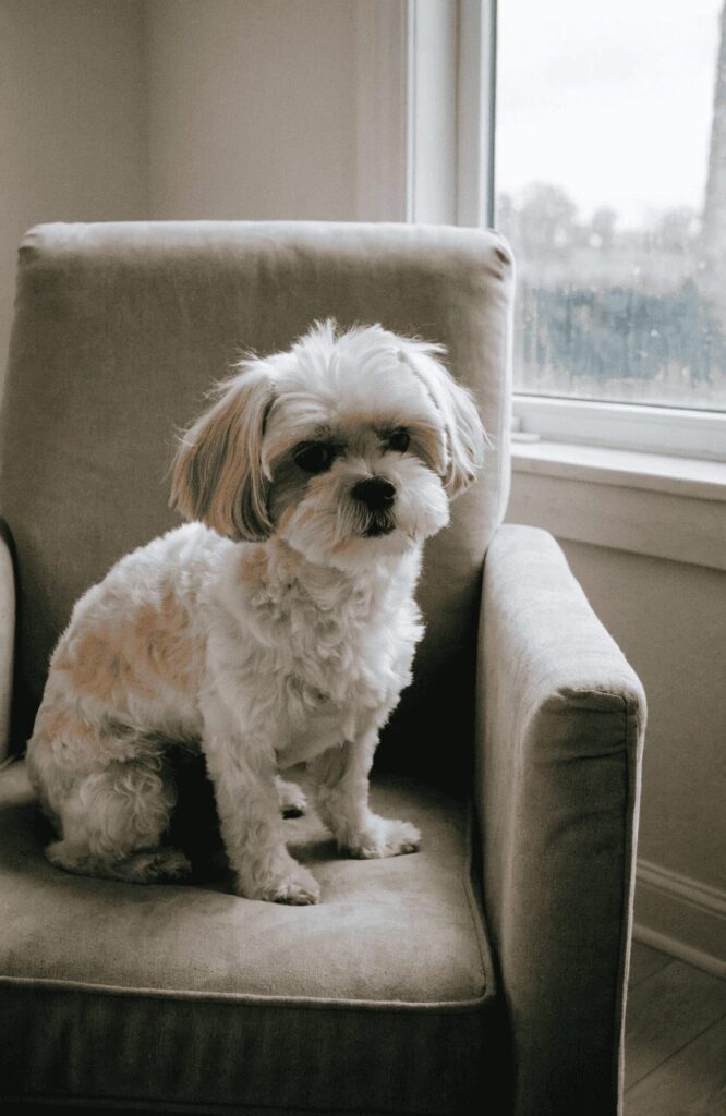 Shih Poo gentle family small mixed dog