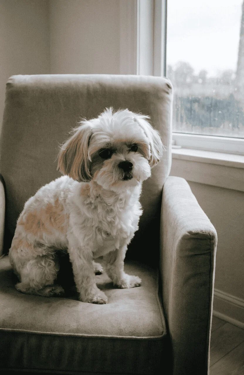 Shih Poo gentle family small mixed dog