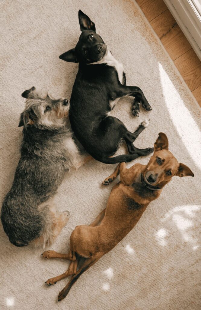 Understanding small mixed dog breeds