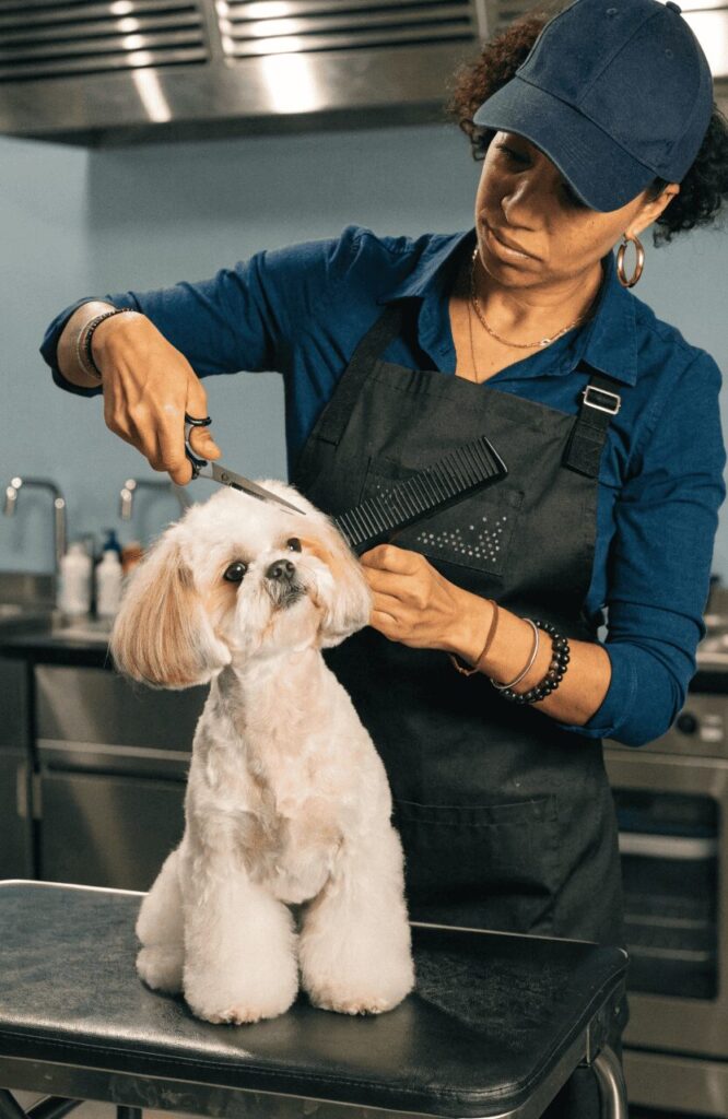 teddy bear cut dog grooming style explained