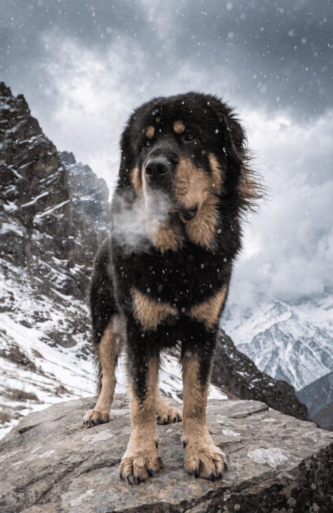 Tibetan Mastiff fearless mountain guardian dog breed photo