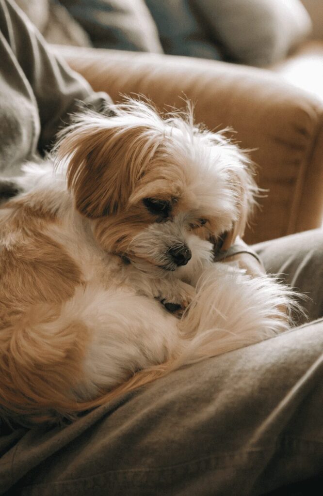 Morkie Maltese Yorkshire Terrier mix