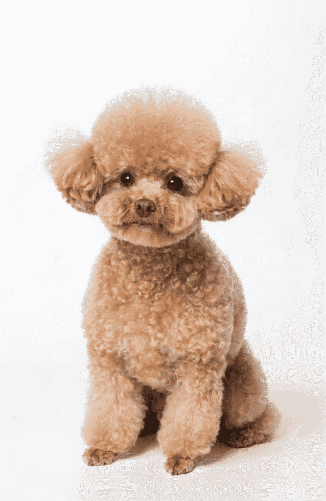 Toy Poodle with teddy bear clip small fluffy dog