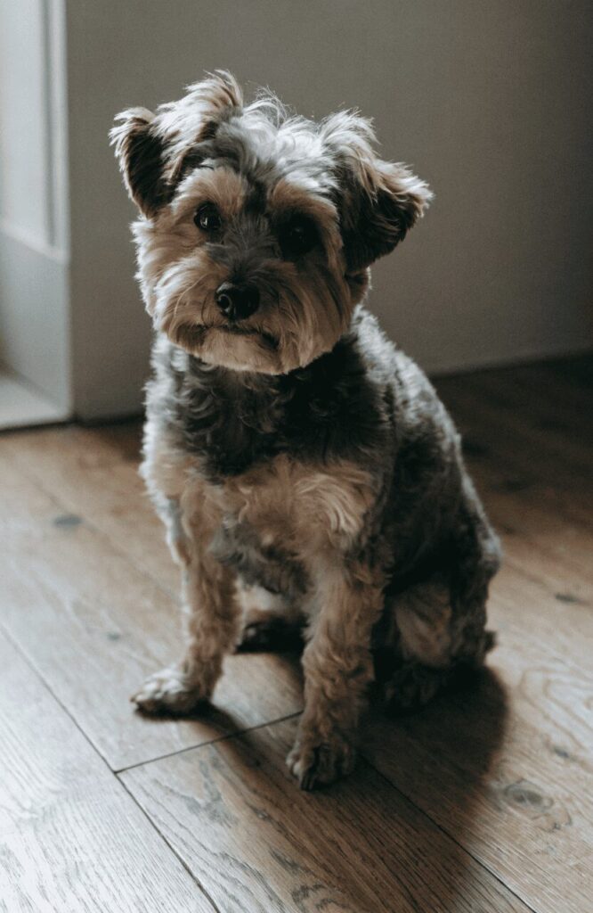 Yorkipoo trainable small mixed breed