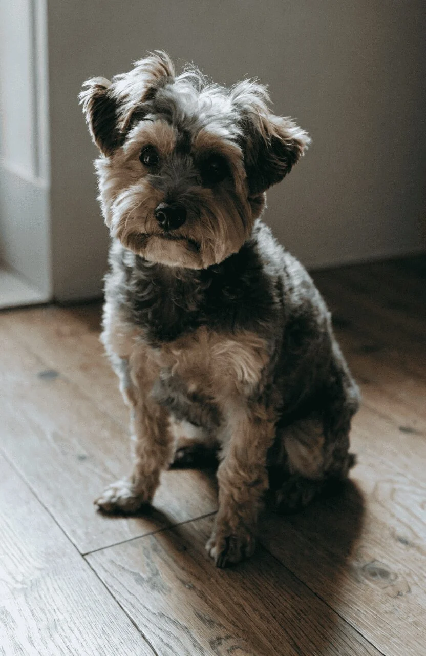 Yorkipoo trainable small mixed breed
