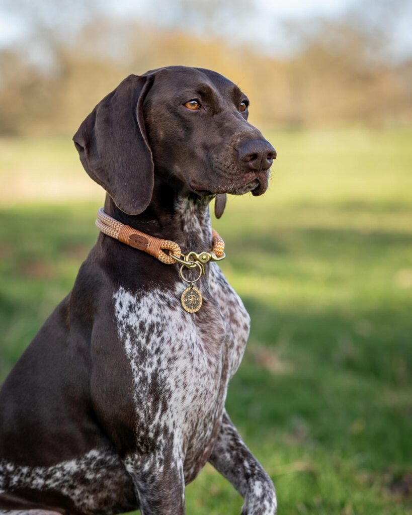 rope style dog collar with brass compass tag for outdoor dogs