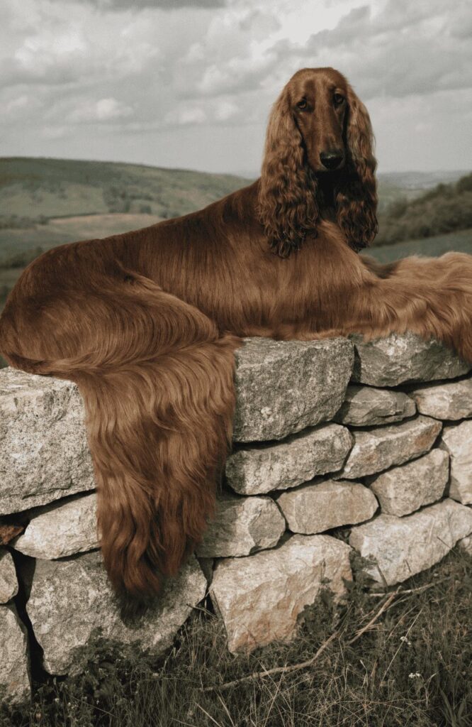 liver brown Afghan Hound fluffy silky coat resting