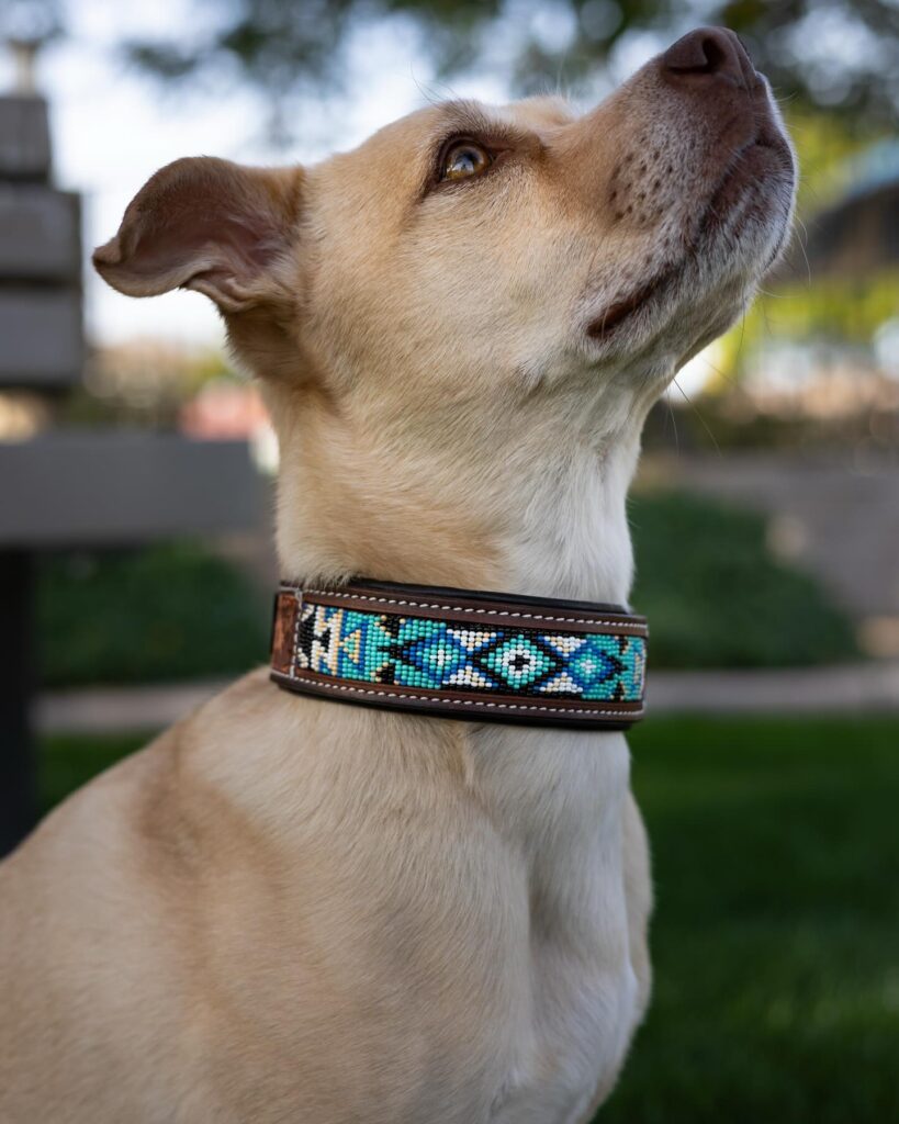 Beaded leather dog collar with bold teal and blue geometric pattern on a golden dog