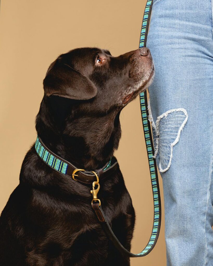 African beaded leather dog collar with teal and green seed bead pattern on a chocolate Labrador