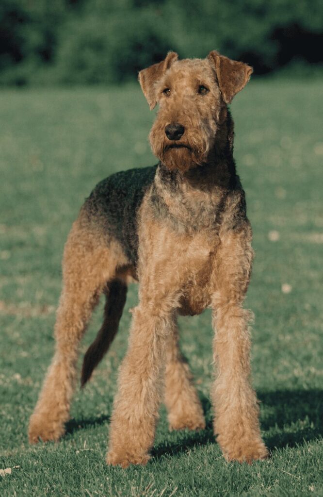 Airedale Terrier with tan brown wiry double coat