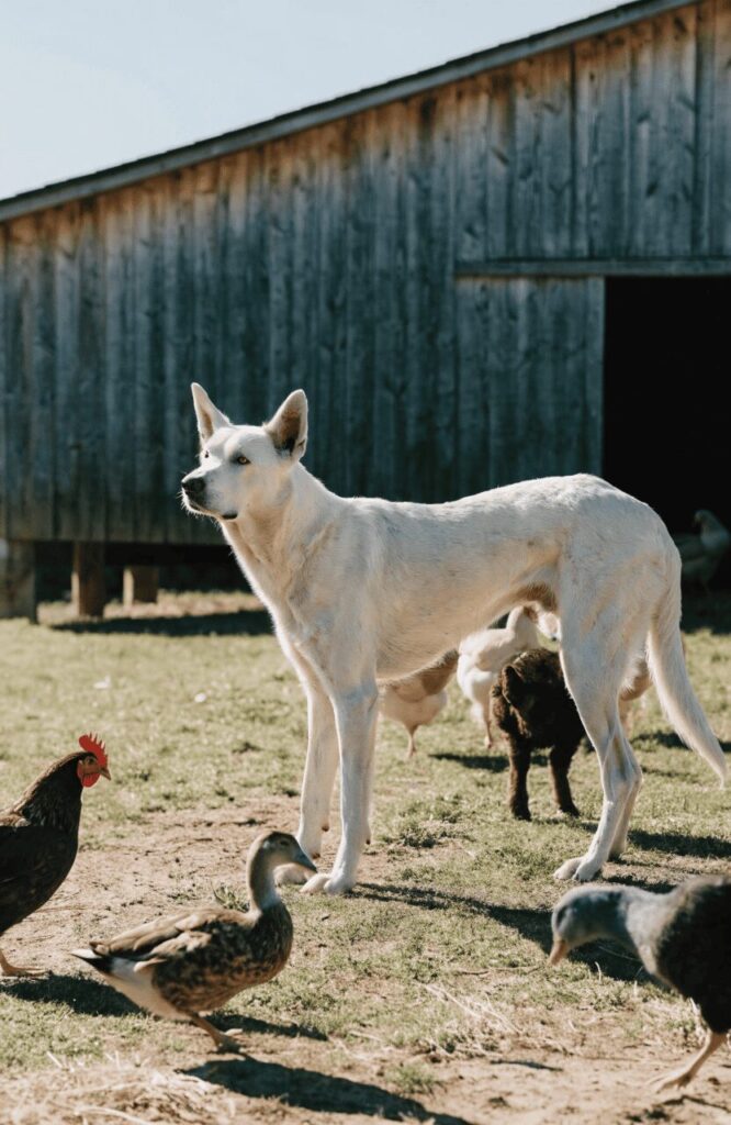 Akbash dog watching over chickens and small livestock on a farm