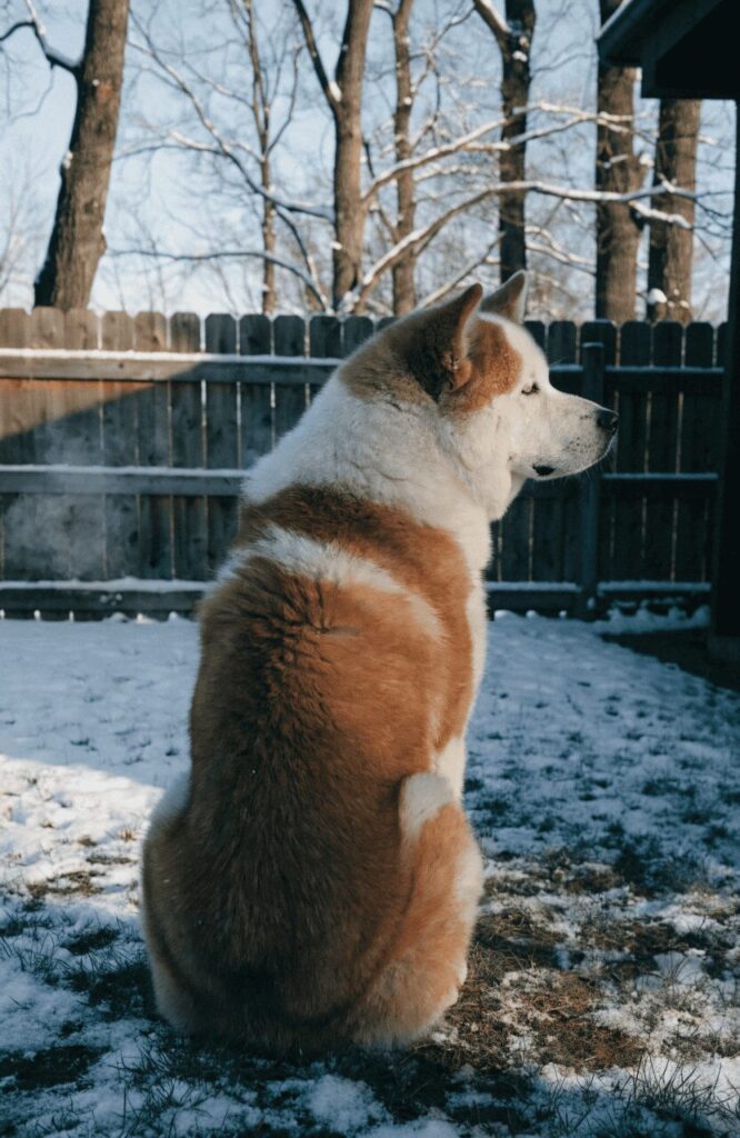 Akita dignified watchful guard dog in winter yard