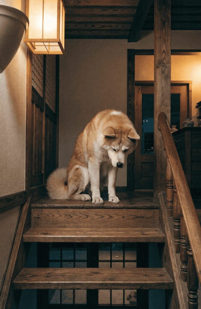 loyal Akita breed home security dog devoted to family