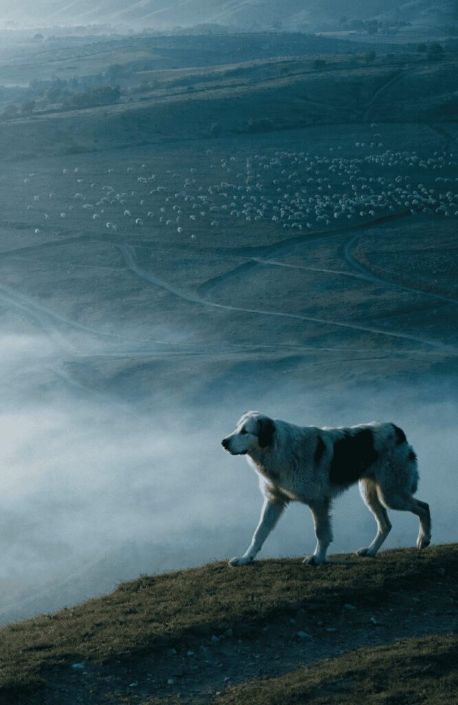 Anatolian Shepherd ancient livestock guardian dog