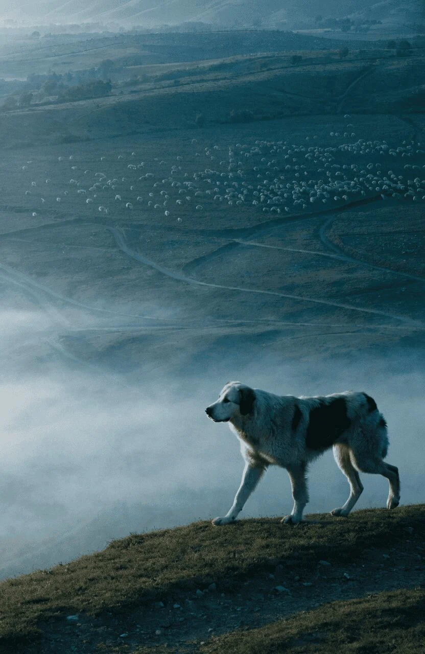 Anatolian Shepherd ancient livestock guardian dog