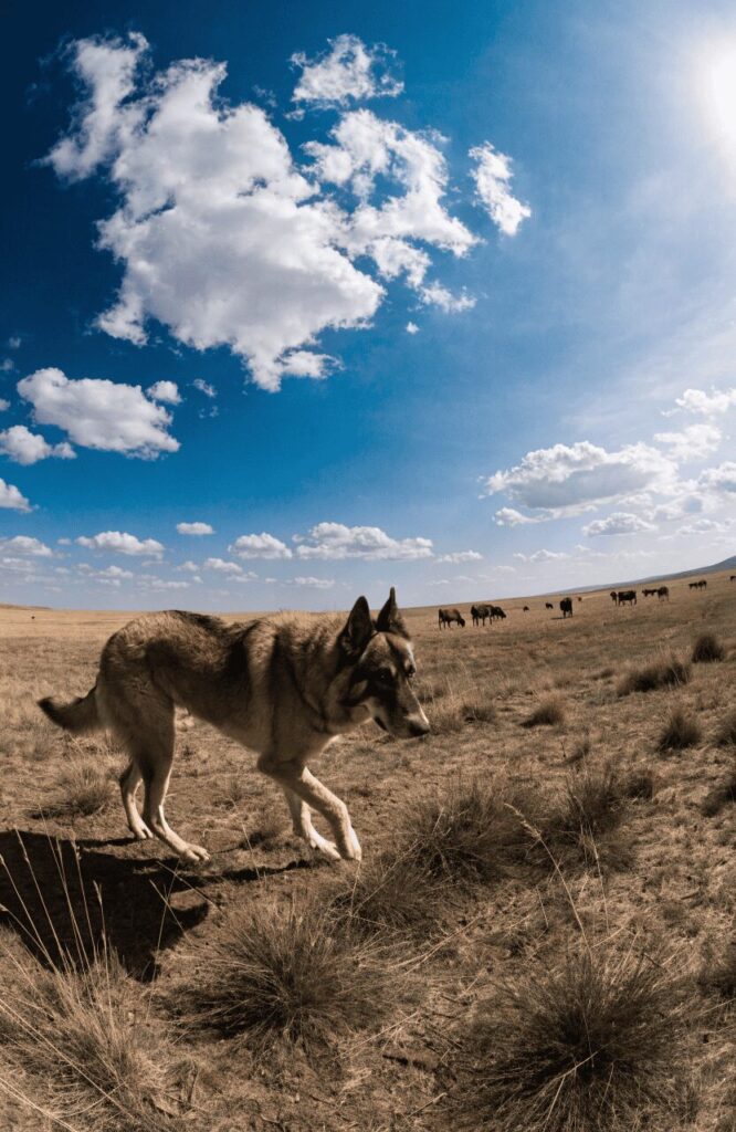 Anatolian Shepherd farm dog breed guarding cattle on open range