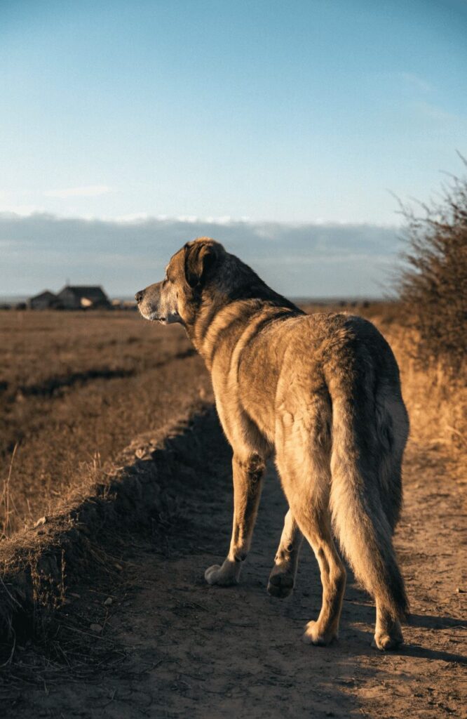 Anatolian Shepherd patrolling rural property perimeter