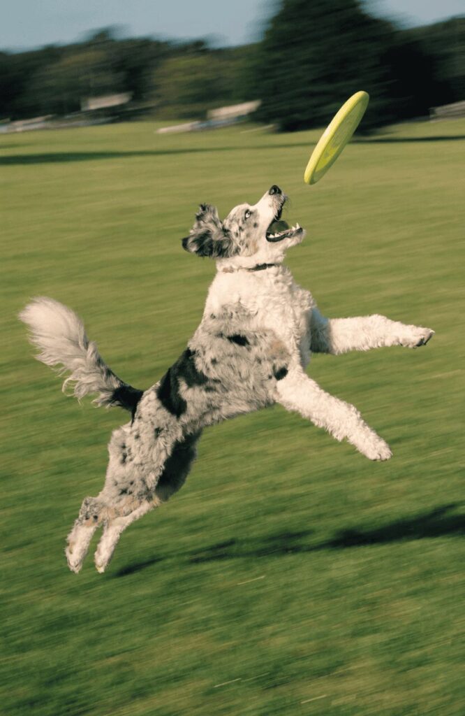 aussiedoodle athletic dogs mixed with poodles in park