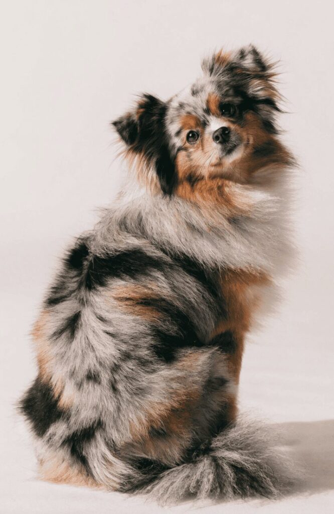 Aussiepom small pretty mixed dog merle coat