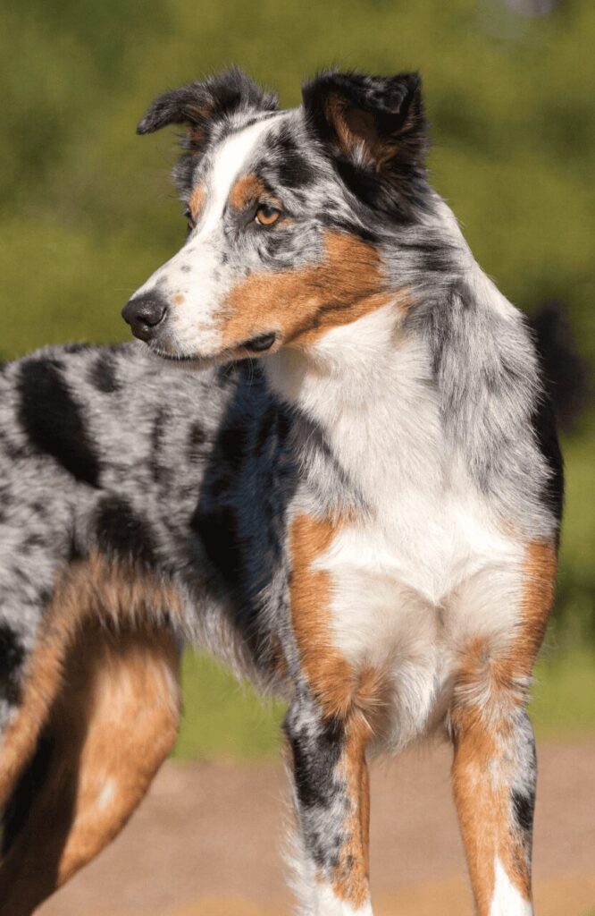 unique merle coat pattern mixed breed dog