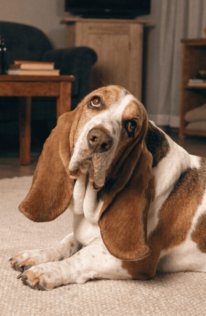 Basset Hound calm brown and white dog
