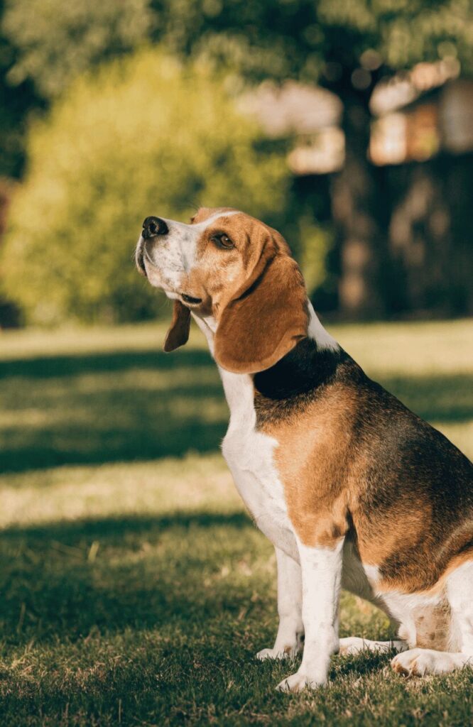Beagle dog breed brown and white