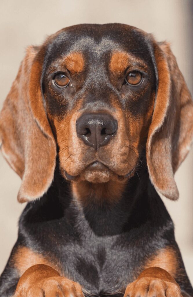 Beagleman unique mixed breed black tan coat