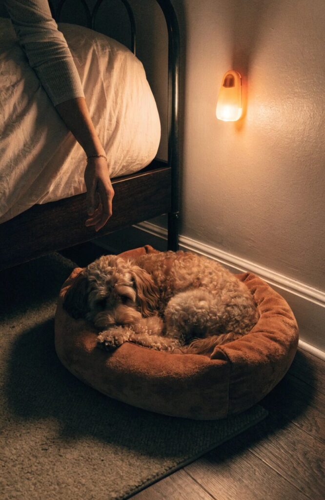 cozy bedroom dog corner beside nightstand with warm night lighting